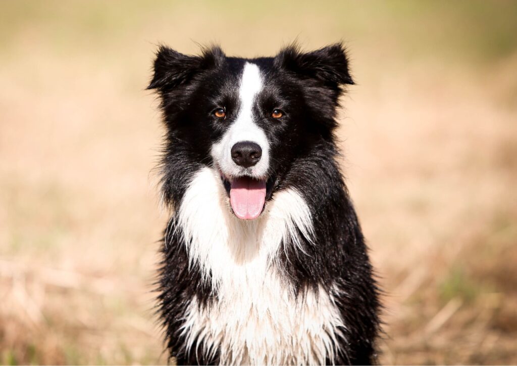 4 fakty o border collie